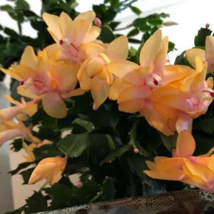 Yellow Christmas Cactus Live Plant - Schlumbergera Flower Succulent - 2 Inch Pot - Image 4