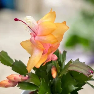 Yellow Christmas Cactus Live Plant - Schlumbergera Flower Succulent - 2 Inch Pot - Image 5