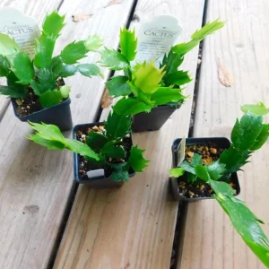 Yellow Christmas Cactus Live Plant - Schlumbergera Flower Succulent - 2 Inch Pot - Image 6