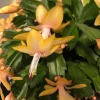 Yellow Christmas Cactus Live Plant - Schlumbergera Flower Succulent - 2 Inch Pot - Image 1