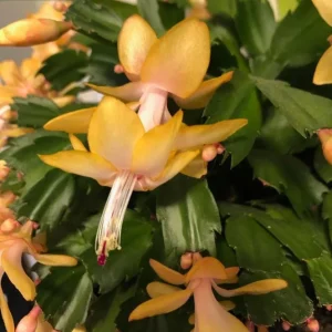 Yellow Christmas Cactus Live Plant - Schlumbergera Flower Succulent - 2 Inch Pot - Image 1