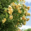 Yellow Climbing Rose Bare Root Plant – Golden Flowers – 3-7 Inch Tall – Outdoor Garden - Image 1