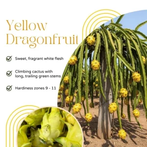 Yellow Dragon Fruit Live Plant - Edible Climbing Cactus, 4-7 Inches Tall - Image 2