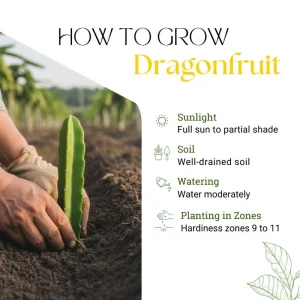 Yellow Dragon Fruit Live Plant - Edible Climbing Cactus, 4-7 Inches Tall - Image 3