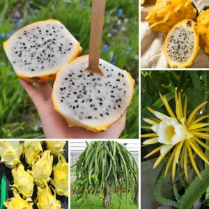 Yellow Dragon Fruit Live Plant - Edible Climbing Cactus, 4-7 Inches Tall - Image 4