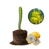 Yellow Dragon Fruit Live Plant - Edible Climbing Cactus, 4-7 Inches Tall - Image 1