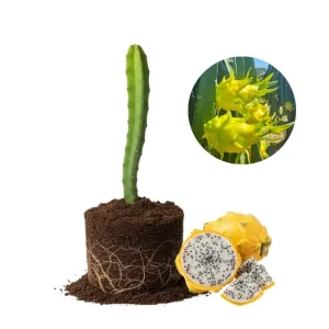 Yellow Dragon Fruit Live Plant - Edible Climbing Cactus, 4-7 Inches Tall - Image 1