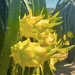 Yellow Dragon Fruit Live Plant - Edible Climbing Cactus, 4-7 Inches Tall - Image 6