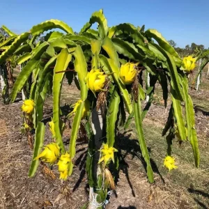 Yellow Dragon Fruit Live Plant - Edible Climbing Cactus, 4-7 Inches Tall - Image 7