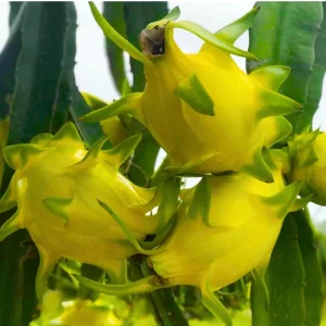 Yellow Dragon Fruit Live Plant - Edible Climbing Cactus, 4-7 Inches Tall - Image 8