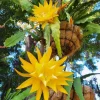Yellow Epiphyllum Orchid Cactus Live Plant - 2 Plants in 4-Inch Pot - Flowering Houseplant - Image 1