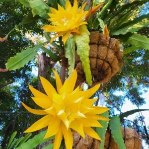 Yellow Epiphyllum Orchid Cactus Live Plant - 2 Plants in 4-Inch Pot - Flowering Houseplant - Image 1