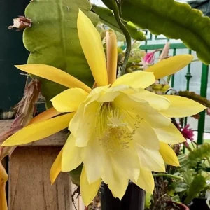 Yellow Epiphyllum Orchid Cactus Live Plant - 2 Plants in 4-Inch Pot - Flowering Houseplant - Image 2