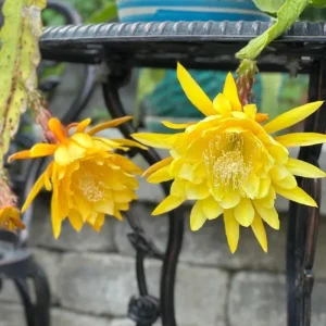 Yellow Epiphyllum Orchid Cactus Live Plant - 2 Plants in 4-Inch Pot - Flowering Houseplant - Image 3