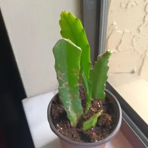 Yellow Epiphyllum Orchid Cactus Live Plant - 2 Plants in 4-Inch Pot - Flowering Houseplant - Image 4