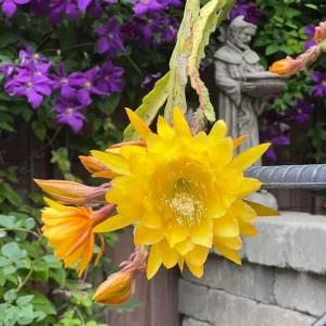 Yellow Epiphyllum Orchid Cactus Live Plant - 2 Plants in 4-Inch Pot - Flowering Houseplant - Image 5