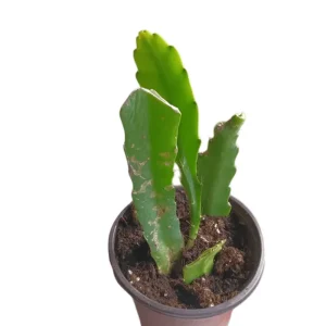 Yellow Epiphyllum Orchid Cactus Live Plant – Queen of the Night – 4 inch Pot - Image 3