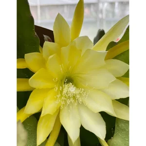 Yellow Epiphyllum Orchid Cactus Live Plant – Queen of the Night – 4 inch Pot - Image 4