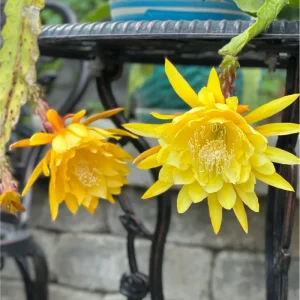 Yellow Epiphyllum Orchid Cactus Live Plant – Queen of the Night – 4 inch Pot - Image 5