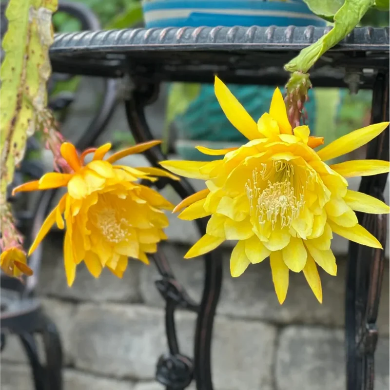 Yellow Epiphyllum Orchid Cactus Live Plant – Queen of the Night – 4 inch Pot - Image 5