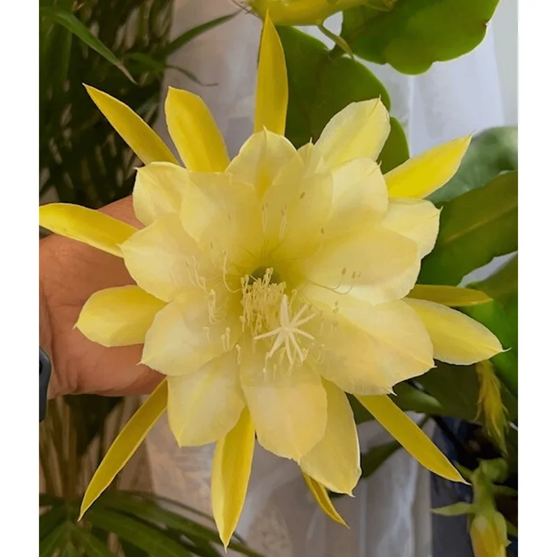 Yellow Epiphyllum Orchid Cactus Live Plant – Queen of the Night – 4 inch Pot - Image 6