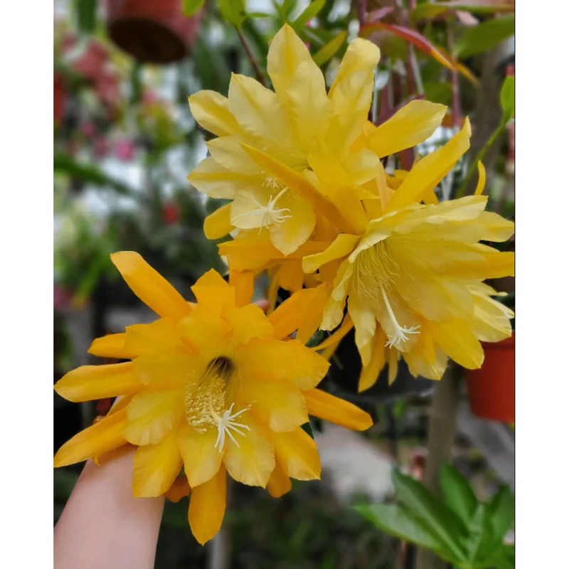 Yellow Epiphyllum Orchid Cactus Live Plant – Queen of the Night – 4 inch Pot - Image 1
