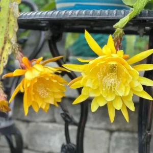 Yellow Epiphyllum Orchid Cactus Live Plant - Trailing - 4 Inch Pot - Image 2