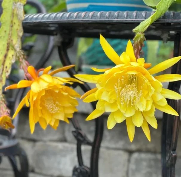 Yellow Epiphyllum Orchid Cactus Live Plant - Trailing - 4 Inch Pot - Image 2