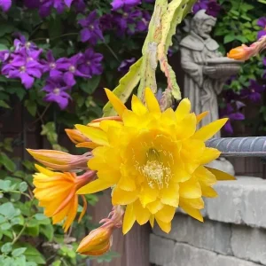 Yellow Epiphyllum Orchid Cactus Live Plant - Trailing - 4 Inch Pot - Image 3