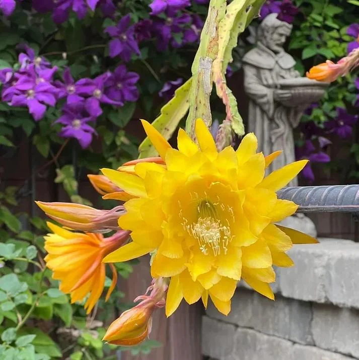 Yellow Epiphyllum Orchid Cactus Live Plant - Trailing - 4 Inch Pot - Image 3