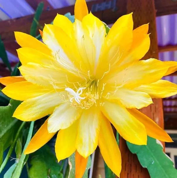 Yellow Epiphyllum Orchid Cactus Live Plant - Trailing - 4 Inch Pot - Image 4