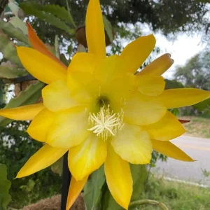 Yellow Epiphyllum Orchid Cactus Live Plant - Trailing - 4 Inch Pot - Image 5