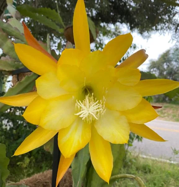 Yellow Epiphyllum Orchid Cactus Live Plant - Trailing - 4 Inch Pot - Image 5