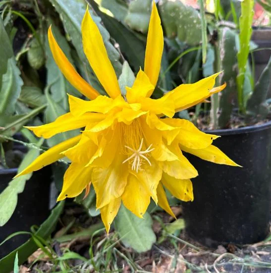 Yellow Epiphyllum Orchid Cactus Live Plant - Trailing - 4 Inch Pot - Image 6