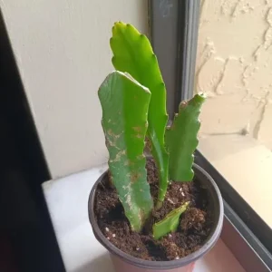 Yellow Epiphyllum Orchid Cactus Live Plant - Trailing - 4 Inch Pot - Image 7