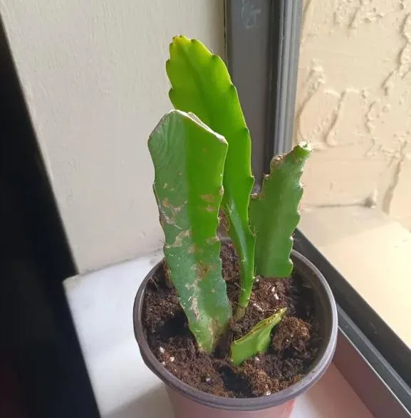 Yellow Epiphyllum Orchid Cactus Live Plant - Trailing - 4 Inch Pot - Image 7