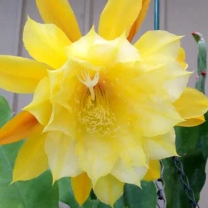 Yellow Epiphyllum Orchid Cactus Live Plant - Trailing - 4 Inch Pot - Image 1