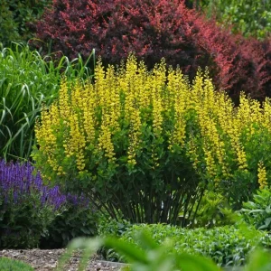 Yellow False Indigo Seeds - 30 Count Perennial Flower Seeds for Outdoor Garden - Image 2