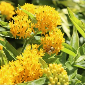 Yellow Milkweed Live Starter Plants - 2 Pack, Tropical Asclepias Tuberosa, 4-9 Inch Tall - Image 2
