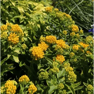 Yellow Milkweed Live Starter Plants - 2 Pack, Tropical Asclepias Tuberosa, 4-9 Inch Tall - Image 3