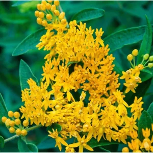 Yellow Milkweed Live Starter Plants - 2 Pack, Tropical Asclepias Tuberosa, 4-9 Inch Tall - Image 4
