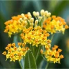 Yellow Milkweed Live Starter Plants - 2 Pack, Tropical Asclepias Tuberosa, 4-9 Inch Tall - Image 1