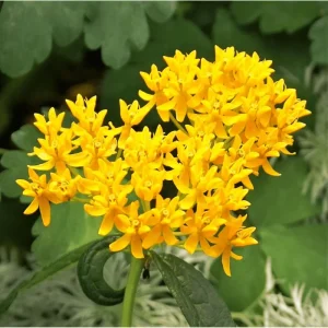 Yellow Milkweed Live Starter Plants - 2 Pack, Tropical Asclepias Tuberosa, 4-9 Inch Tall - Image 5