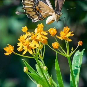 Yellow Milkweed Live Starter Plants - 2 Pack, Tropical Asclepias Tuberosa, 4-9 Inch Tall - Image 6