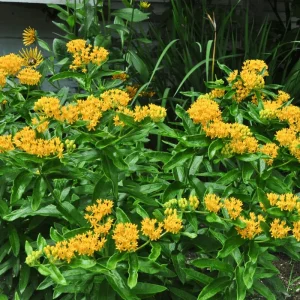 Yellow Milkweed Live Starter Plants - 2 Pack, Tropical Asclepias Tuberosa, 4-9 Inch Tall - Image 7