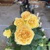 Yellow Miniature Rose Live Plant – Mini Bush Starter – 3-8 Inch Tall - Image 1