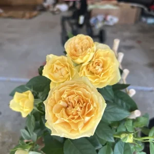 Yellow Miniature Rose Live Plant – Mini Bush Starter – 3-8 Inch Tall - Image 1