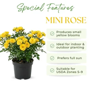 Yellow Minirose Live Plant – Vibrant Flowers – 4-6 Inch Tall – Indoor/Outdoor - Image 2