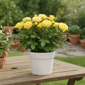 Yellow Minirose Live Plant – Vibrant Flowers – 4-6 Inch Tall – Indoor/Outdoor - Image 3