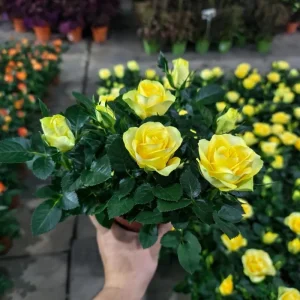 Yellow Minirose Live Plant – Vibrant Flowers – 4-6 Inch Tall – Indoor/Outdoor - Image 5